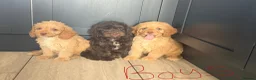 Cockapoo dogs for sale: Cockapoo pups ready now  - Advert 8