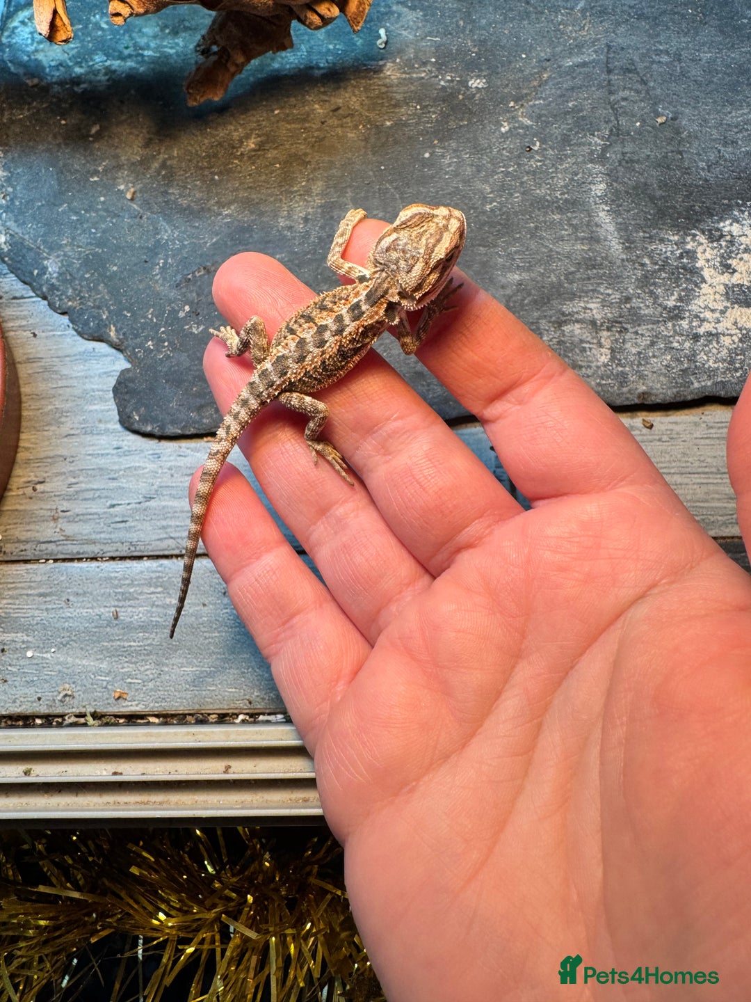 Bearded Dragon reptiles for sale: Bearded dragons babies&adults possible full setup - Advert 6