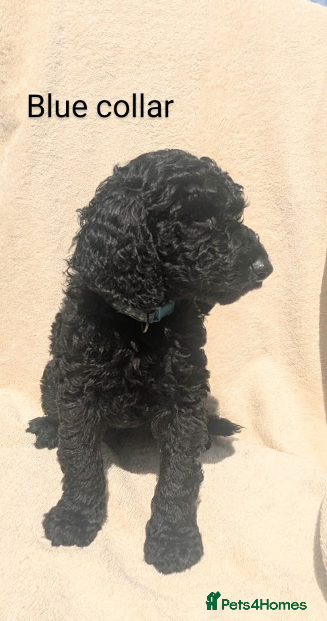 Poodle dogs for sale: Moyen Poodles - Image 8