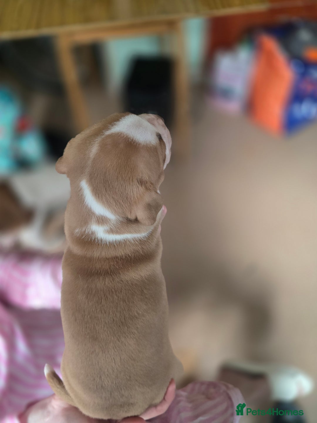 American Bully dogs for sale: Standard American bully 🐶  - Advert 9