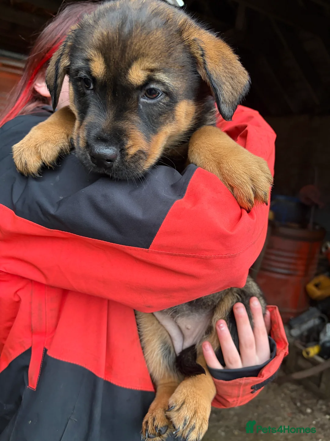 Mixed Breed dogs for sale: Rottie/husky cross  - Advert 4