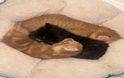 Mixed Breed cats for sale: 3 Gorgeous kittens For Sale - Image 6