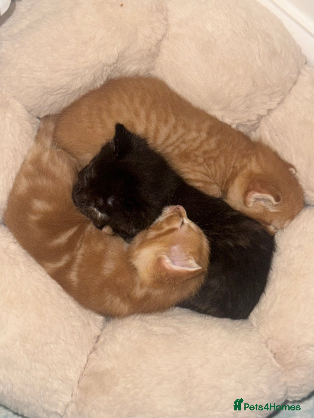 Mixed Breed cats for sale: 3 Gorgeous kittens For Sale - Image 6