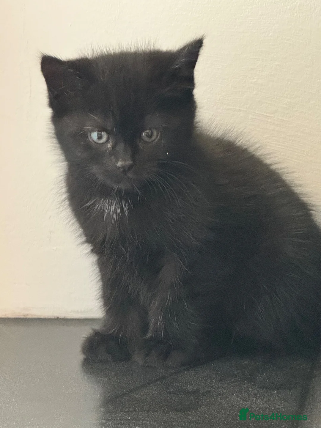 Mixed Breed cats for sale: Persian cross kittens  - Advert 6