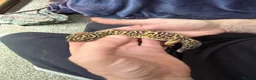 Leopard Gecko reptiles for sale: Leopard gecko stunning with complete setup in Preston - Advert 4