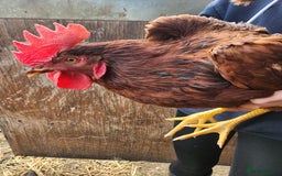 Chickens poultry for sale: Trios of pure bred chicken breeds - Image 21