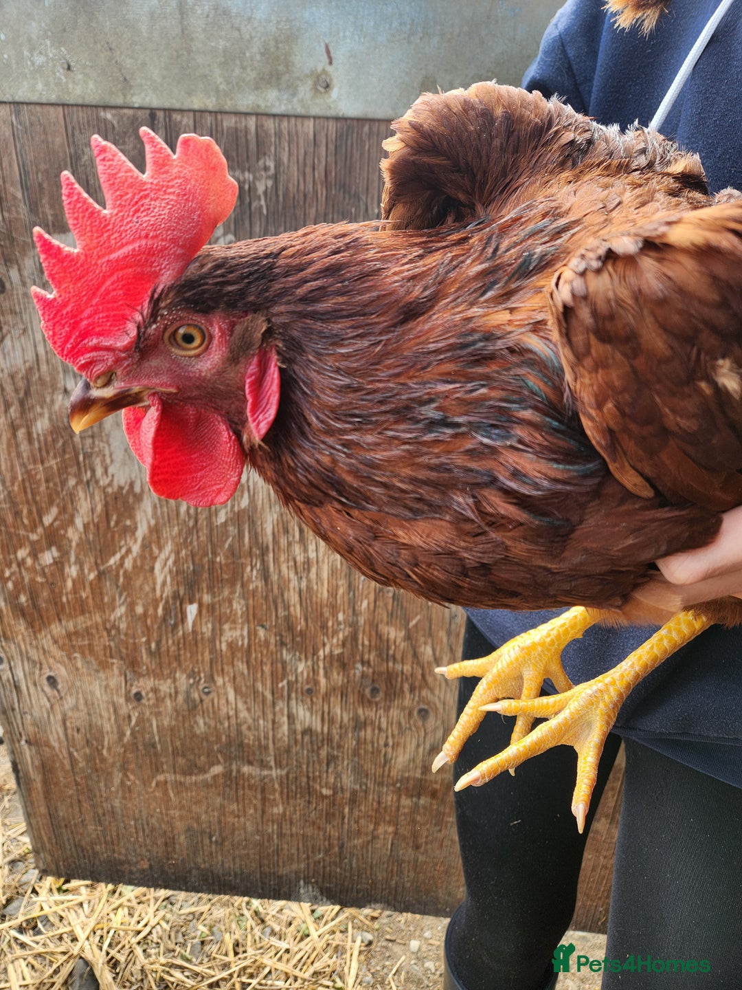 Chickens poultry for sale: Trios of pure bred chicken breeds - Image 21