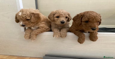 Labradoodle dogs - Advert 1