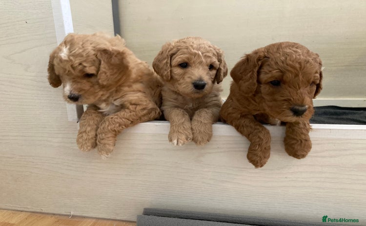 Labradoodle dogs - Advert 9