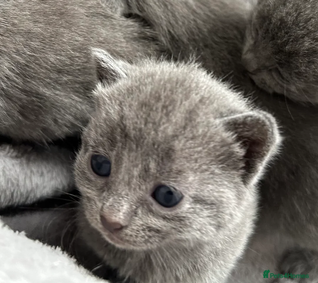 Russian Blue cats for sale: Russian Blue kittens  - Advert 2