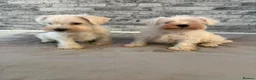 Miniature Schnauzer dogs for sale: Beauiful miniature schnauzer puppies available  - Advert 6
