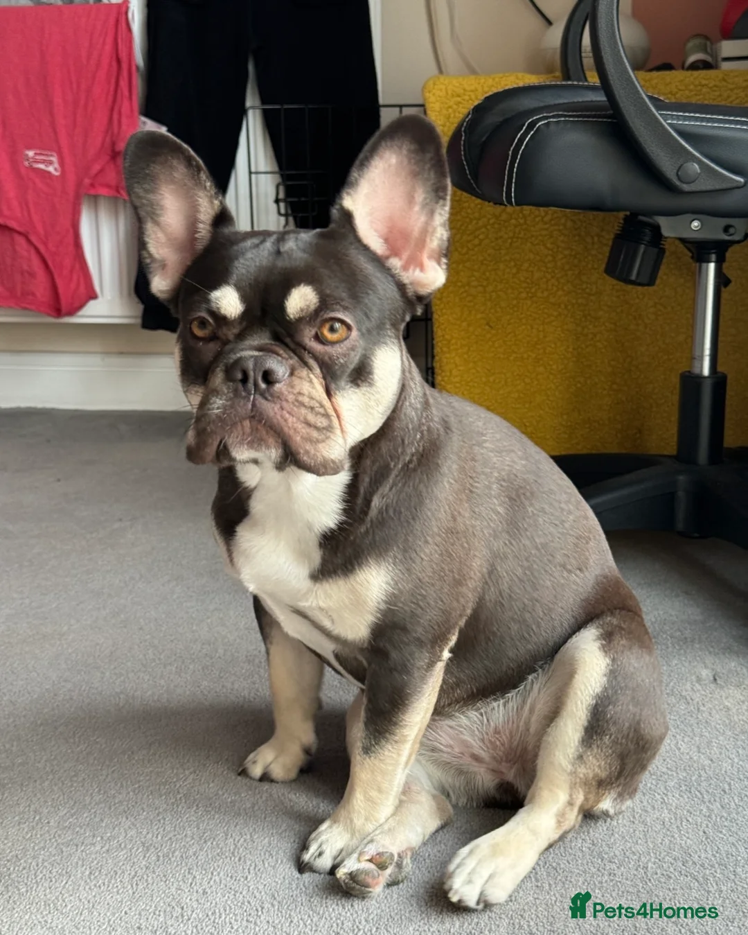 French Bulldog dogs for sale: 2 year old French Bulldog seeking calm loving home - Advert 1