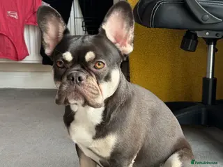 French Bulldog dogs 2 year old French Bulldog seeking calm loving home - Advert 1