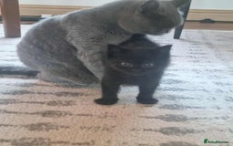 British Shorthair cats for sale: Unexpected Bundle of Joy - Image 5