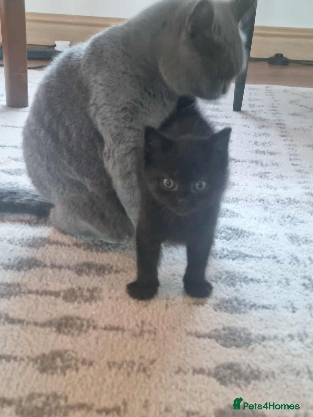 British Shorthair cats for sale: Unexpected Bundle of Joy - Image 5