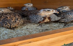 Quail poultry for sale: Mearns Quail Male Cock Birds Hatched This Year - Image 2