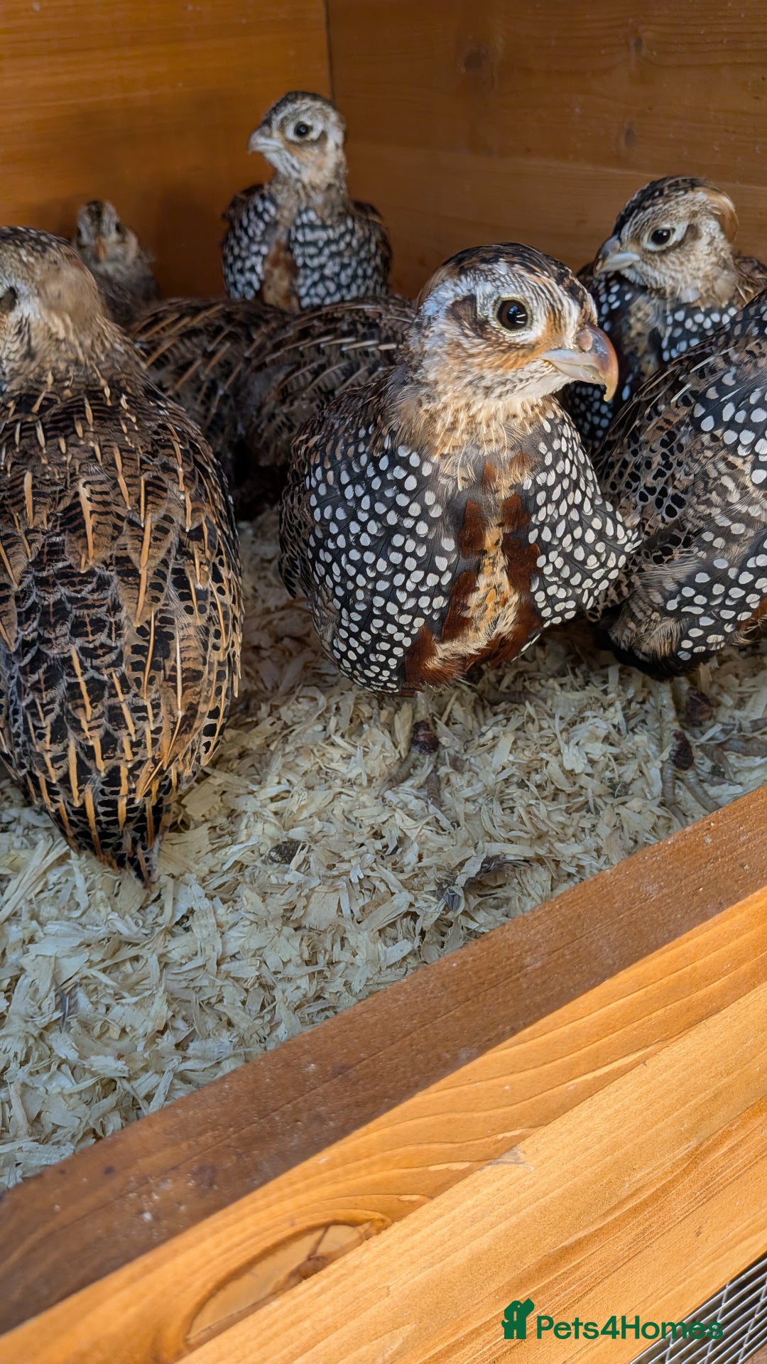 Quail poultry for sale: Mearns Quail Male Cock Birds Hatched This Year - Image 2