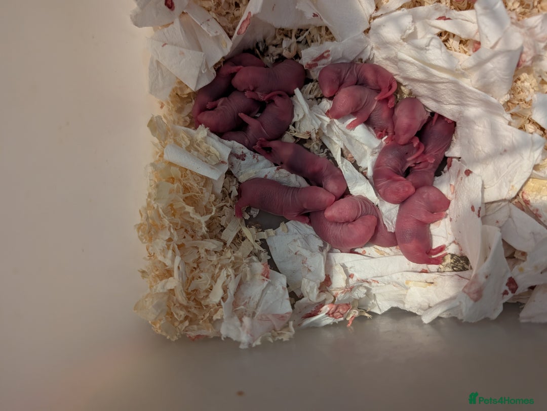 Rat rodents for sale: Dwarf & standard rats  - Image 10