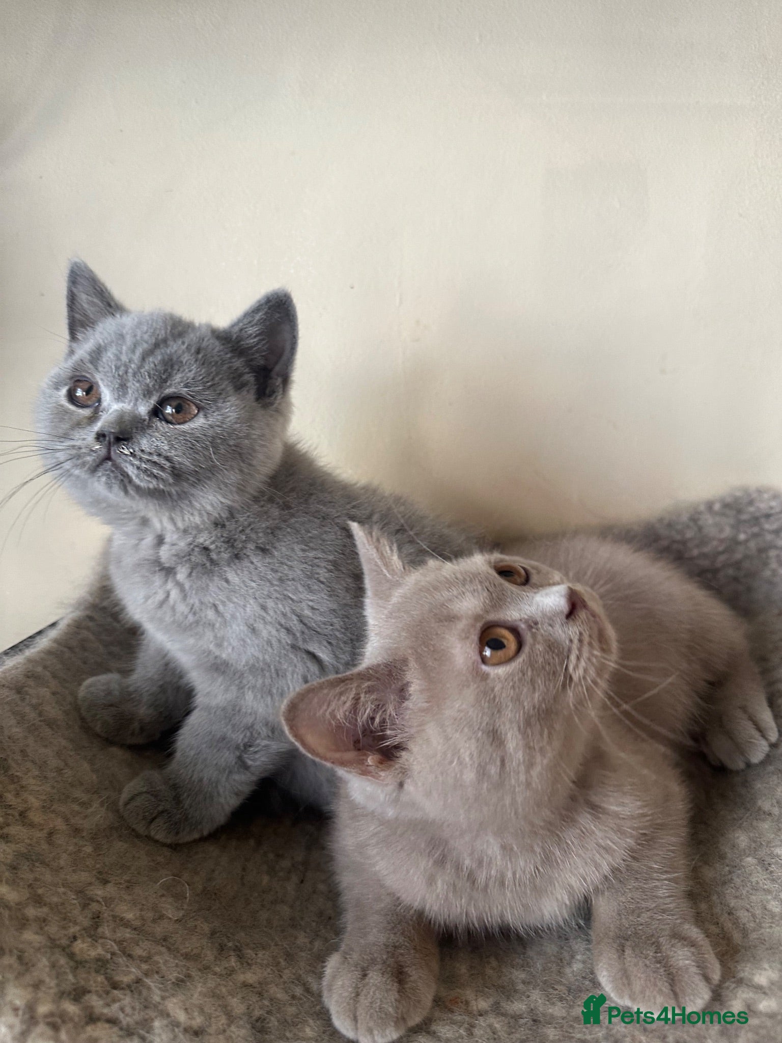 British Shorthair cats British Shorthair GCCF-registered Kittens  - Advert 2