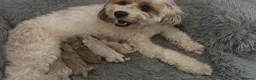 Cavapoo dogs for sale: Ready to leave - Beautiful Cavapoo Puppies - Advert 13