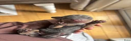 Miniature Dachshund dogs for sale: Miniature dachshunds long-haired - Advert 10