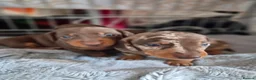 Miniature Dachshund dogs for sale: Gorgeous litter of miniature Dachshunds 🤎 - Advert 16