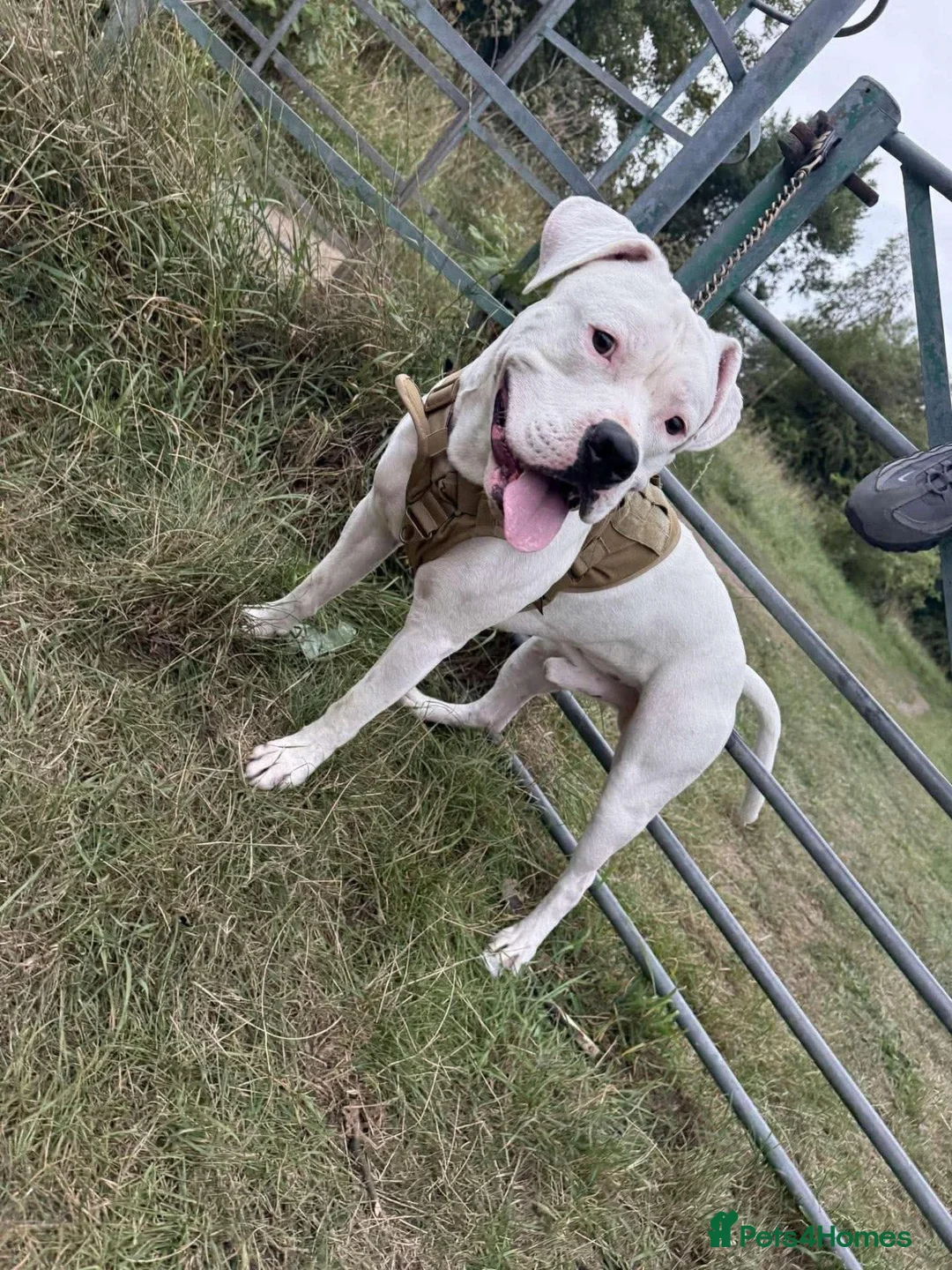 American Bulldog dogs for sale: American bulldogs looking for their forever home  in Stockton-on-Tees - Advert 2