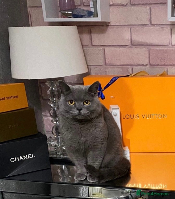 British Shorthair cats Very docile girl & boy  - Advert 1