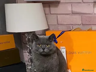 British Shorthair cats Very docile girl & boy - Advert 1