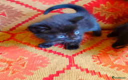 European cats for sale: 4 Adorable Kittens😻 Ready for Loving homes - Image 2