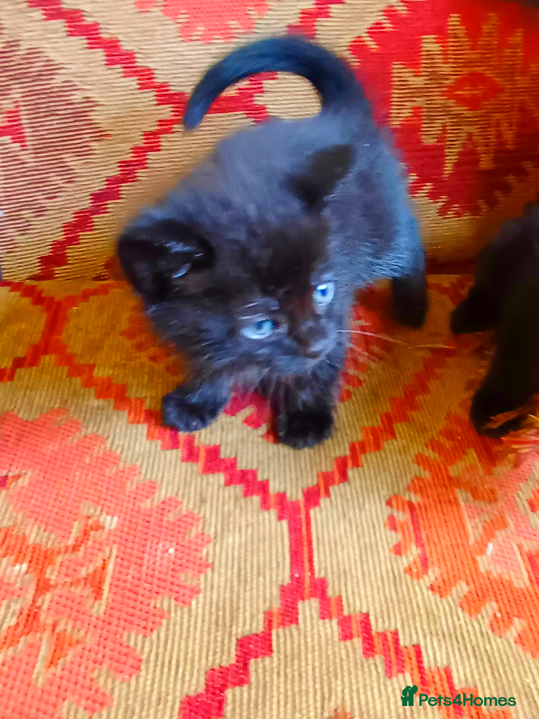 European cats for sale: 4 Adorable Kittens😻 Ready for Loving homes - Image 2