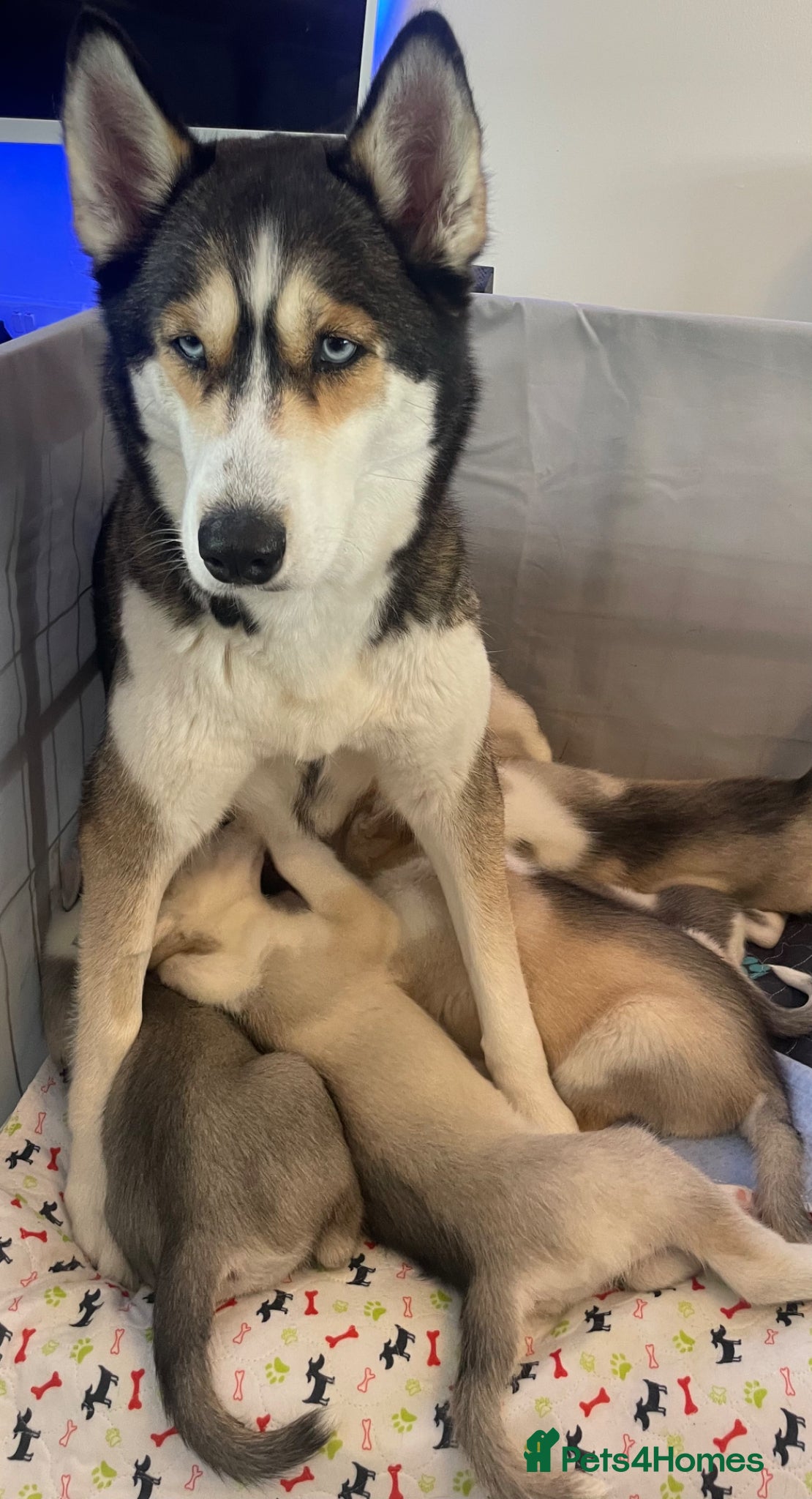 Siberian Husky dogs Pure Bred Blue Eyed Siberian Husky Puppies - Advert 2