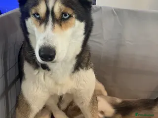 Siberian Husky dogs Pure Bred Blue Eyed Siberian Husky Puppies - Advert 12