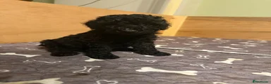 Puppy 1 - Jesy