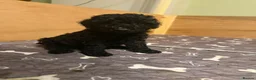 Cockapoo dogs for sale: Ready Now f1b Black & Brown Cockapoo Puppies! 🐾 in Scarborough - Advert 1