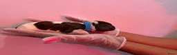 English Springer Spaniel dogs for sale: English Springer Spaniel  in Saint Helens - Advert 25