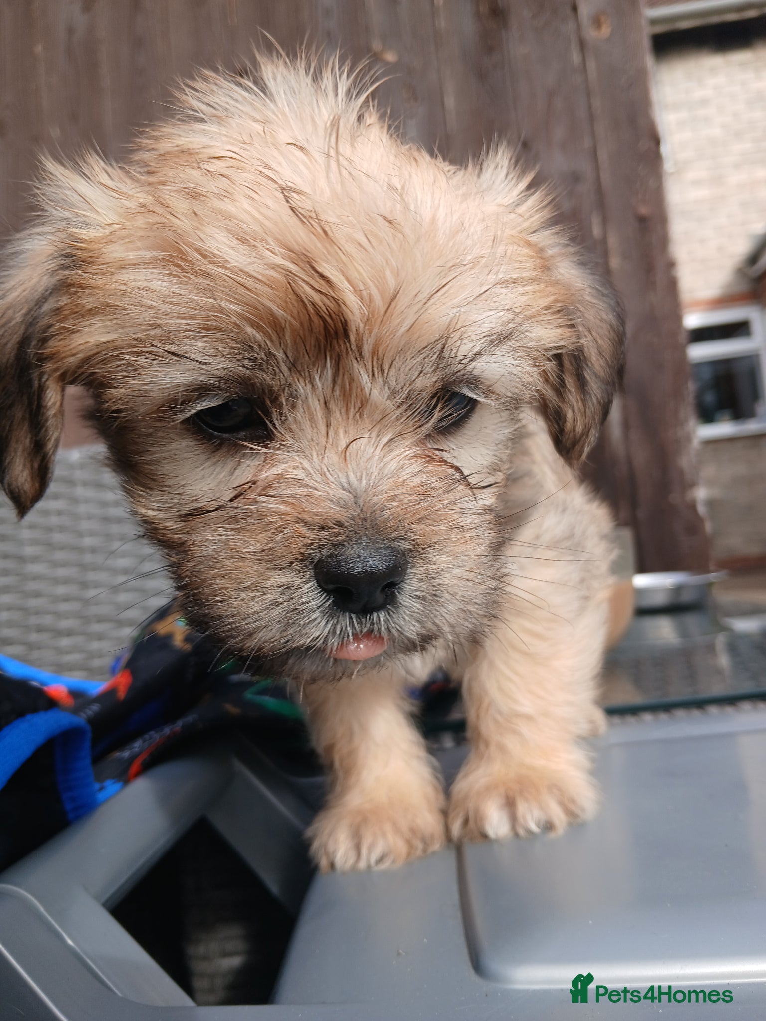 Mixed Breed dogs Cocker spaniel cross puppies - Advert 5