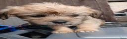 Mixed Breed dogs for sale: Cocker spaniel cross puppies - Advert 30