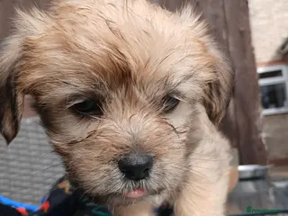 Mixed Breed dogs Cocker spaniel cross puppies - Advert 5