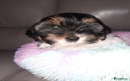 Lhasa Apso dogs for sale: 💜 REDUCED 💜 5* Kyi-Leos (Lhasa Apso/Maltese)   - Image 20