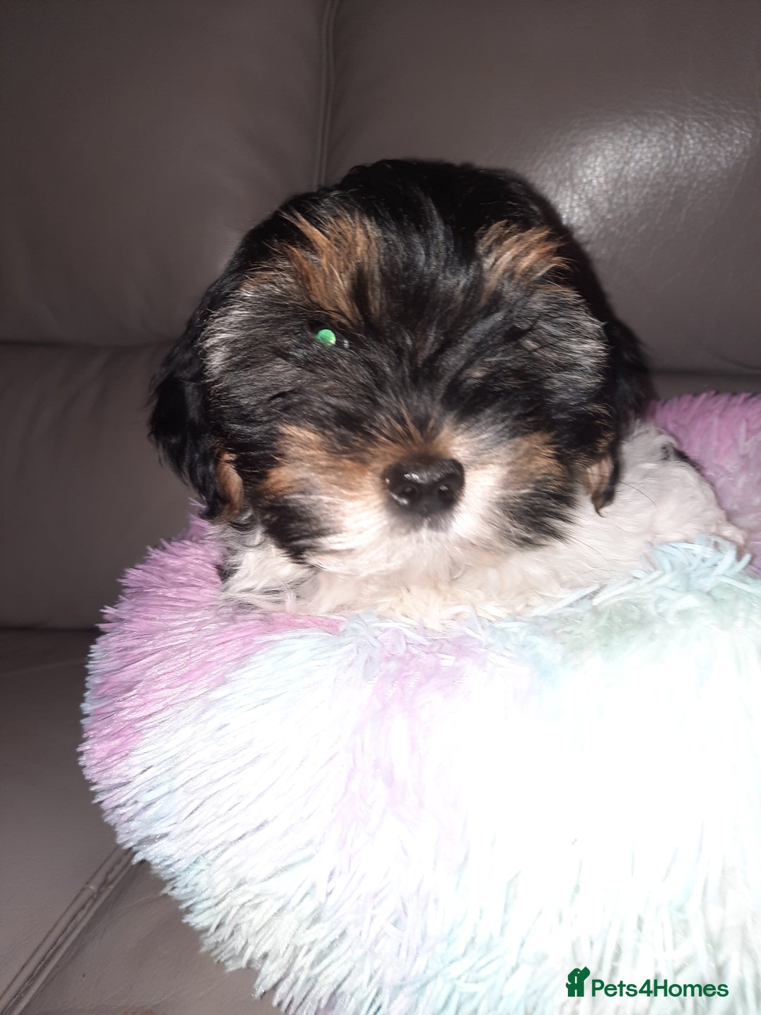 Lhasa Apso dogs for sale: 💜 REDUCED 💜 5* Kyi-Leos (Lhasa Apso/Maltese)   - Image 20