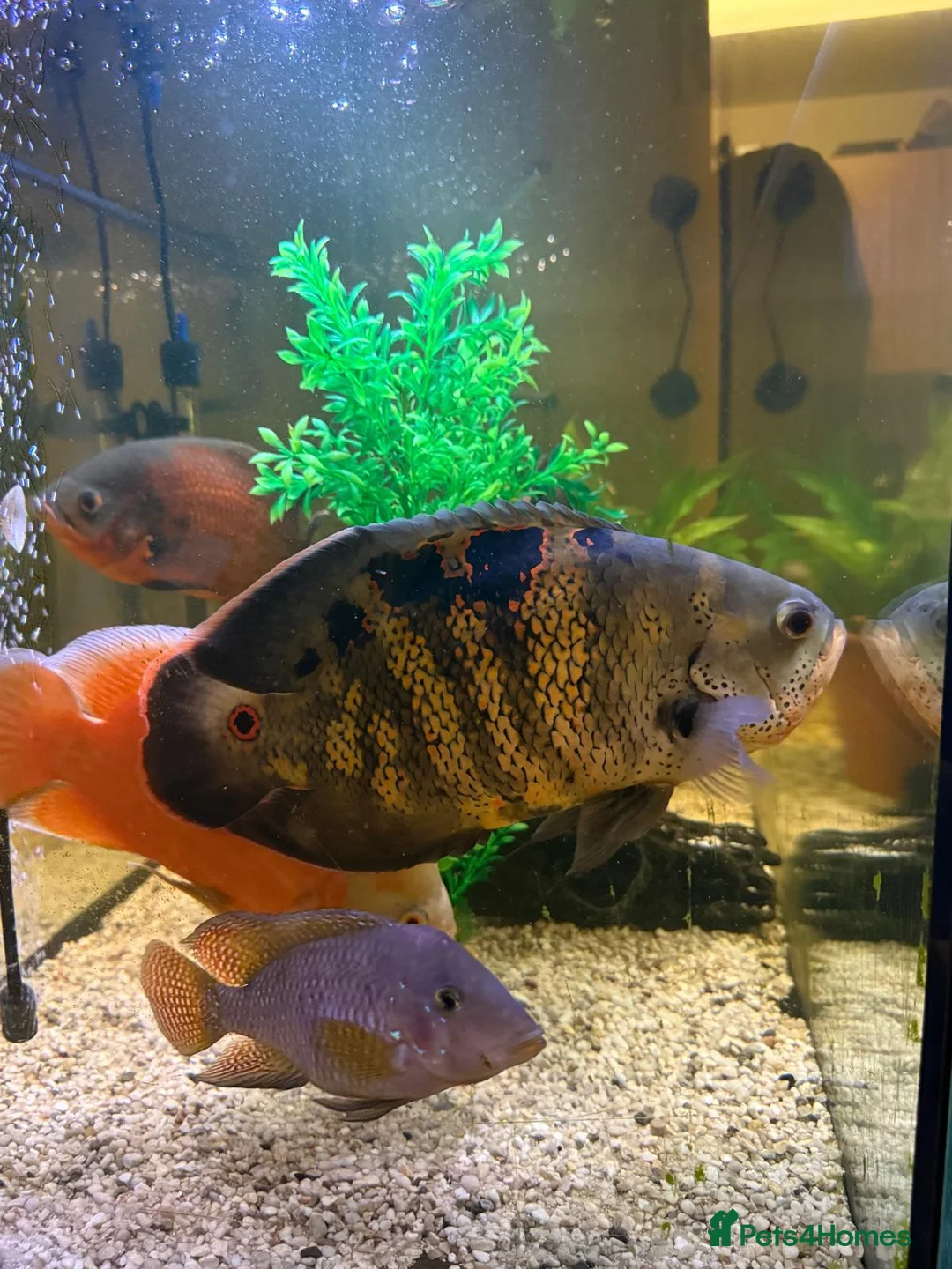 Cichlids fish for sale: Happy, Loved Oscar Fish and Friends  in Yateley - Advert 1