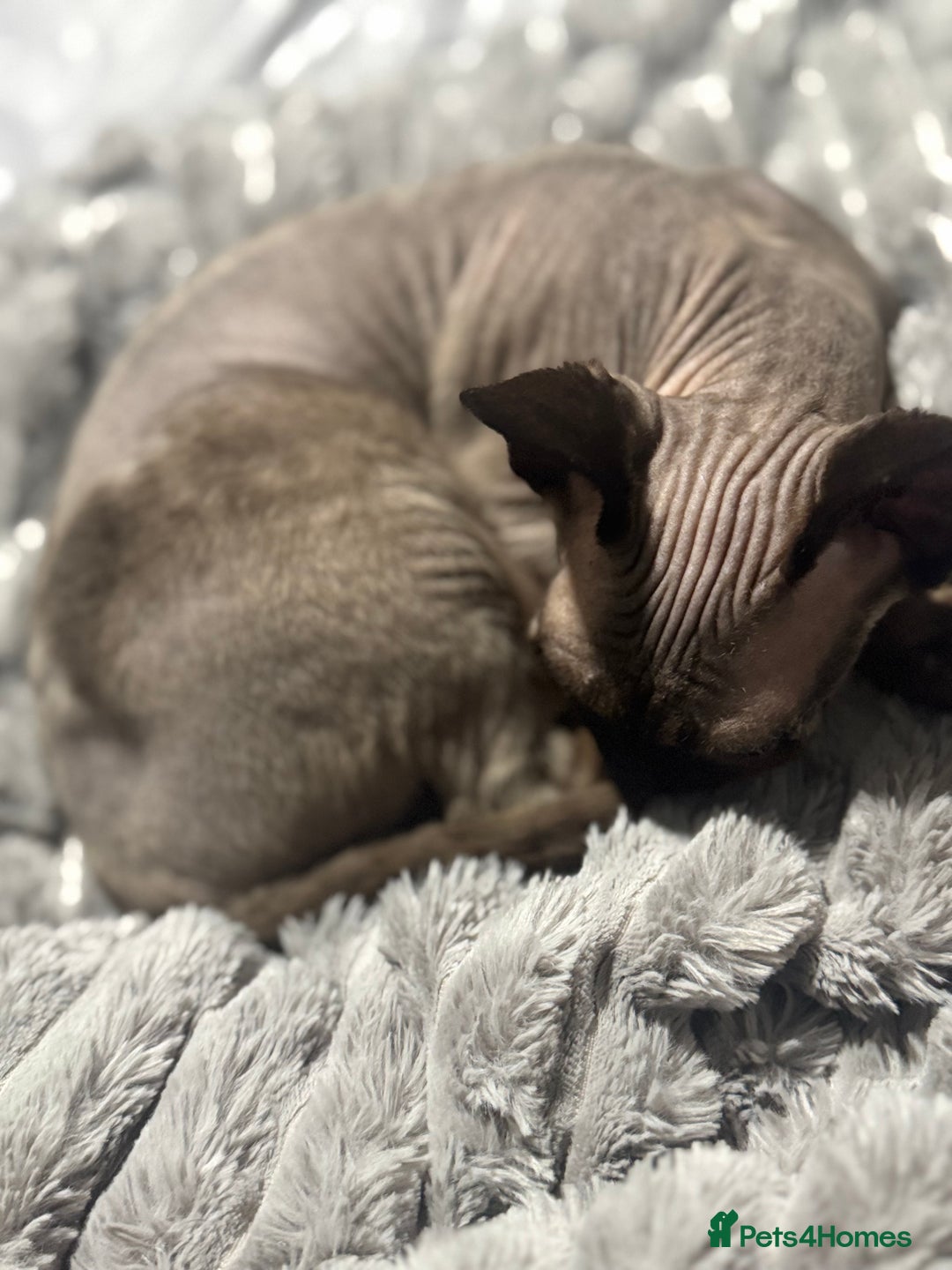Sphynx cats for sale: 🐾 Sphynx Kitten for Sale 🐾 - Advert 4