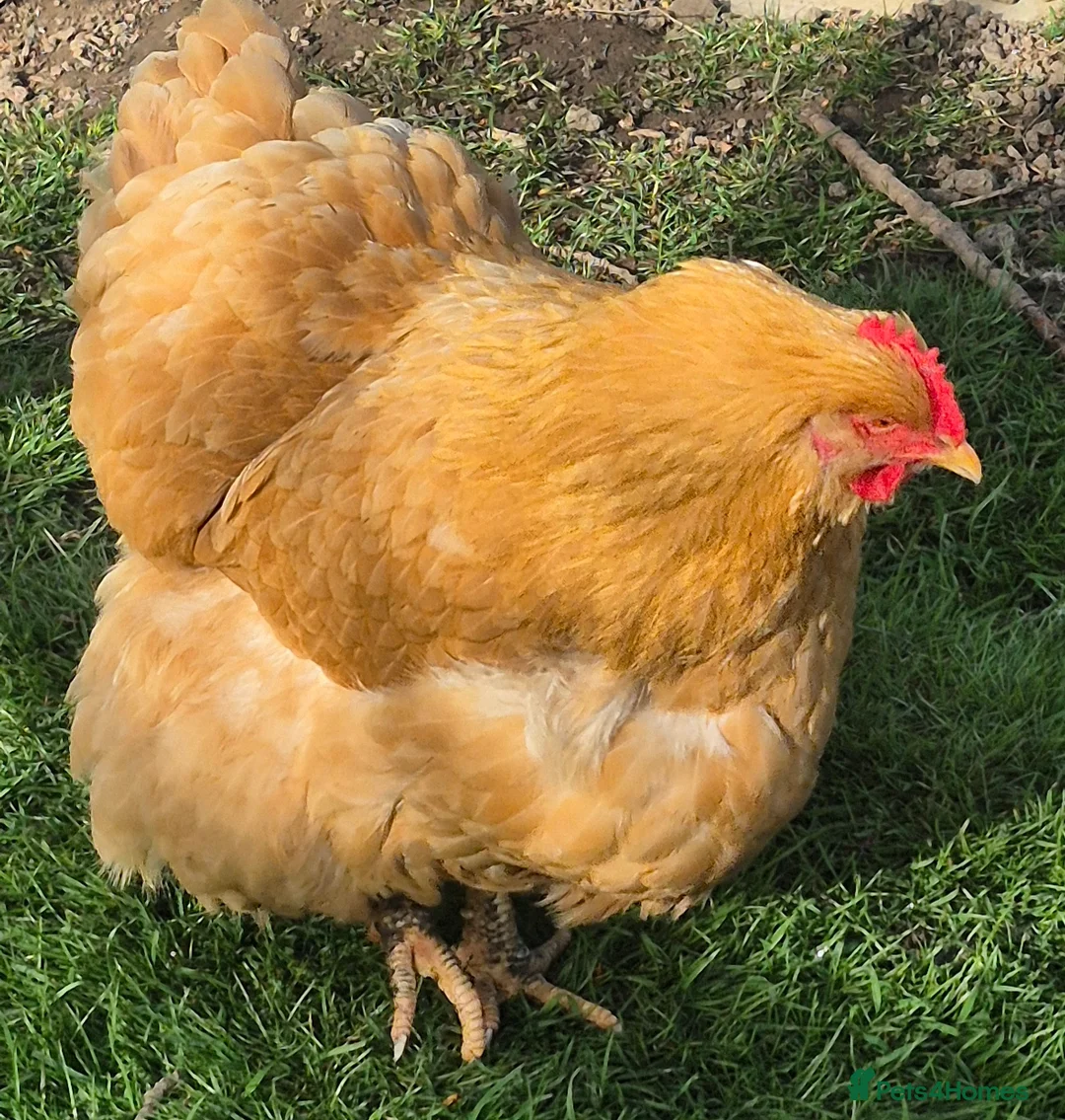 Chickens poultry for sale: 6 Buff Orpington Hens  in Doncaster - Advert 2