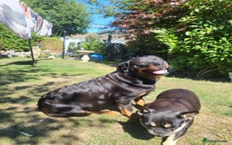 Rottweiler dogs for sale: Rottweiler  and frenchie for sale - Image 1