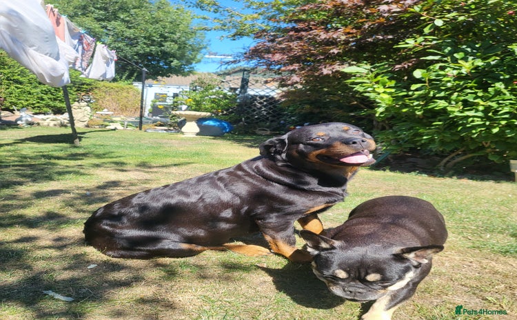 Rottweiler dogs - Advert 1