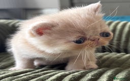 Exotic cats for sale: Superb GCCF Exotic kittens Health Tested parents - Image 23
