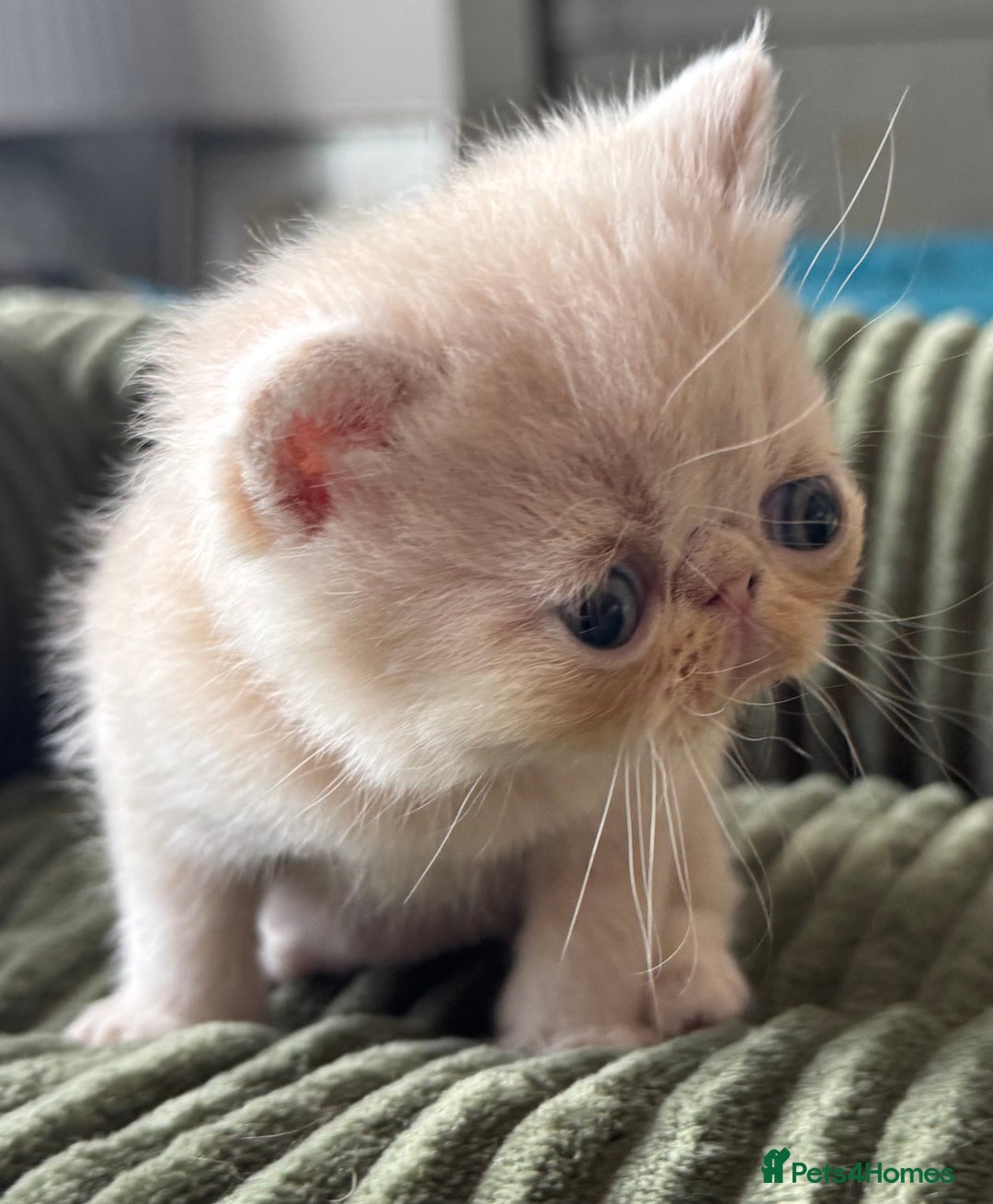 Exotic cats for sale: Superb GCCF Exotic kittens Health Tested parents - Image 23