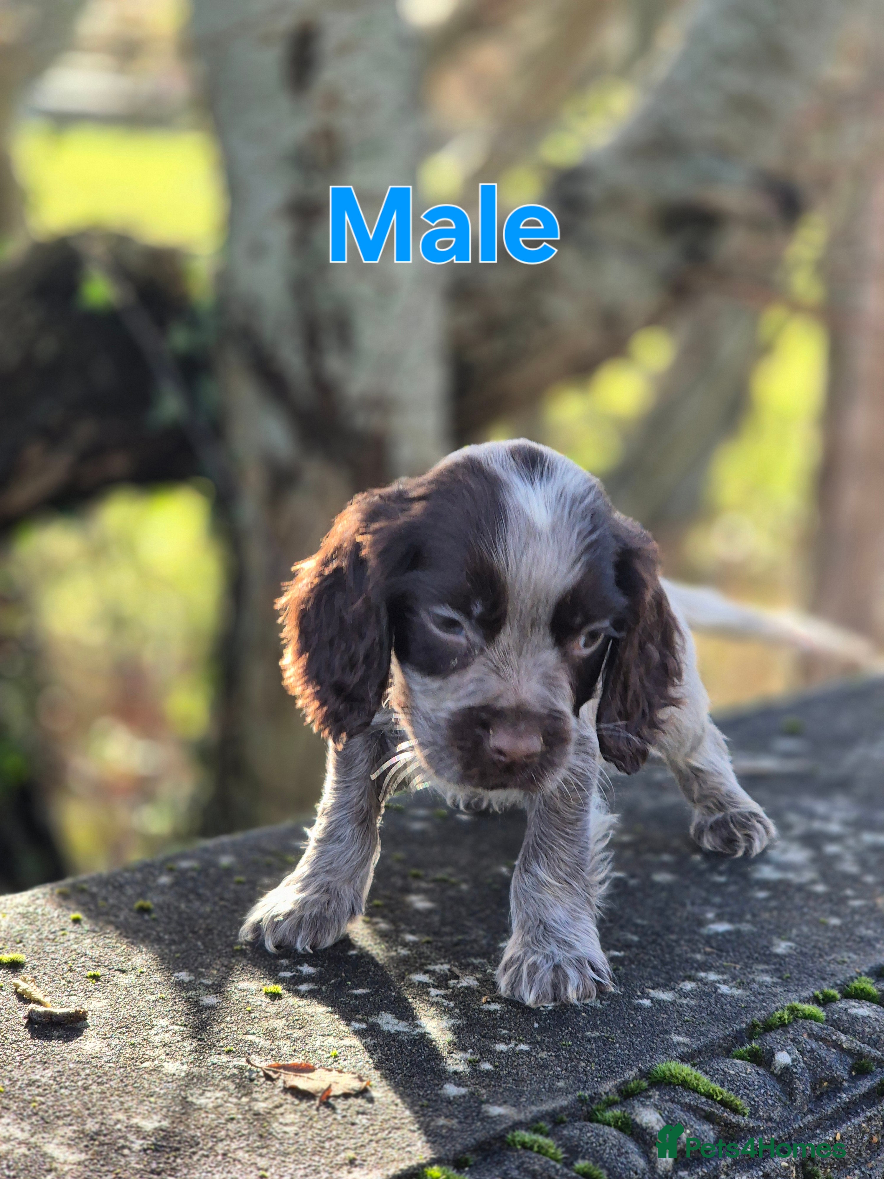Cocker Spaniel dogs 🐾 Show-Type Cocker Spaniel Puppies 🐾 - Advert 12