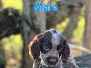 Cocker Spaniel dogs 🐾 Show-Type Cocker Spaniel Puppies 🐾 - Advert 12
